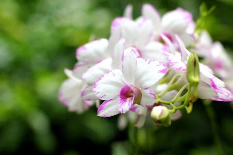 Orchid Foto stock