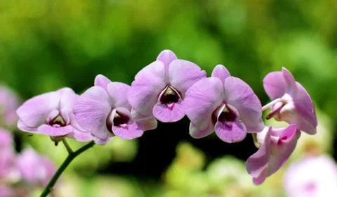 Orchid Stock Photos