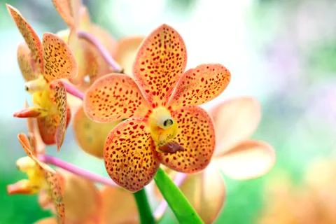 Orchid Stock Photos