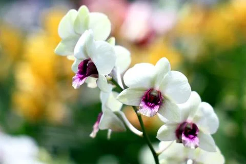 Orchid Stock Photos