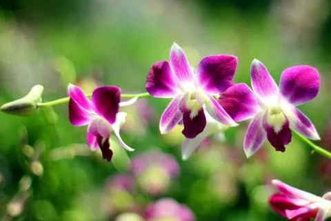 Orchid Stock Photos