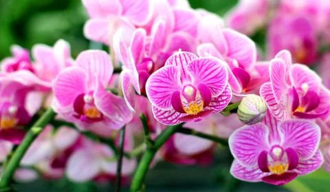 Orchid Foto stock