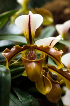 Orchid Stock Photos
