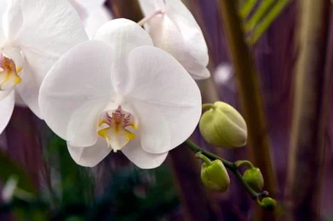 Orchid Stock Photos