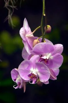 Orchid Foto stock