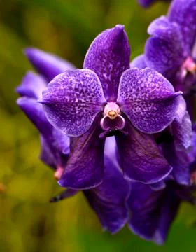 Orchid Foto stock