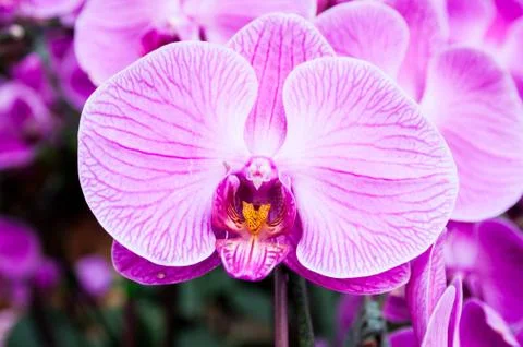 Orchid Foto stock