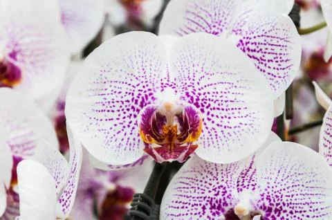 Orchid Stock Photos