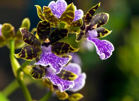 Orchid Foto stock