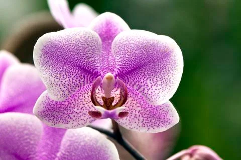 Orchid Stock Photos