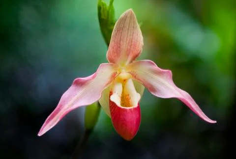 Orchid Stock Photos
