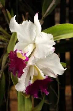 Orchid Stock Photos