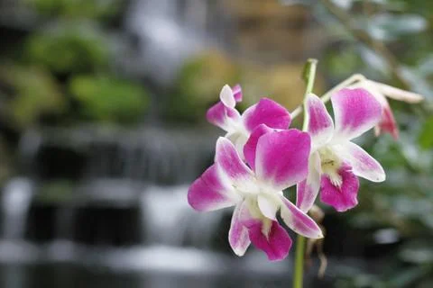 Orchid Stock Photos