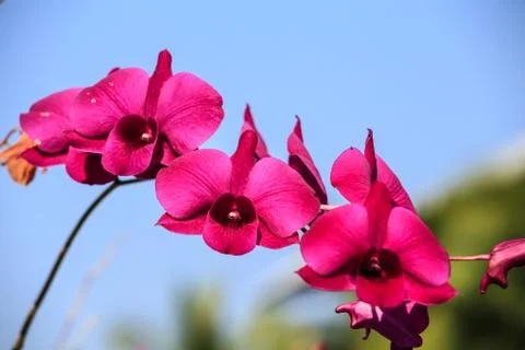 Orchid Stock Photos