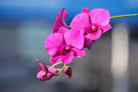 Orchid Stock Photos