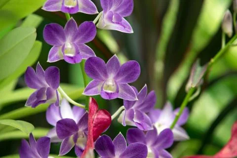 Orchid Foto stock