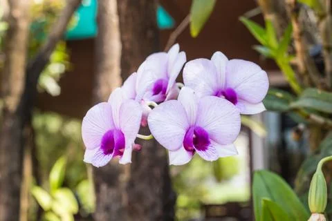 Orchid Stock Photos