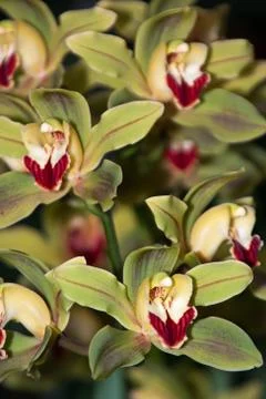 Orchid Stock Photos