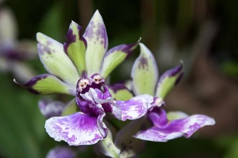 Orchid Stock Photos