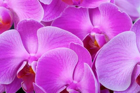 Orchid Stock Photos