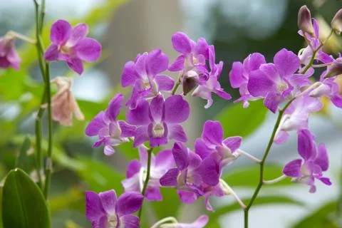 Orchid Foto stock