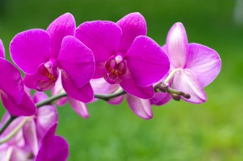 Orchid Stock Photos