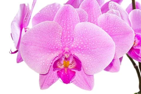 Orchid Stock Photos