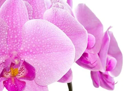 Orchid Stock Photos