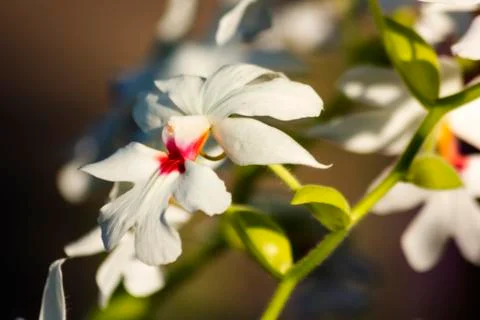Orchid Stock Photos