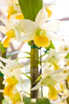Orchid Stock Photos