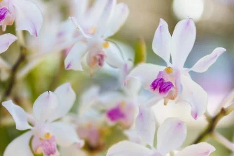 Orchid Stock Photos