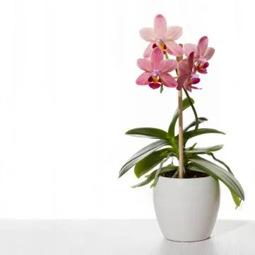 Orchid Stock Photos