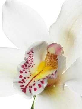 Orchid Stock Photos