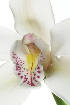 Orchid Stock Photos