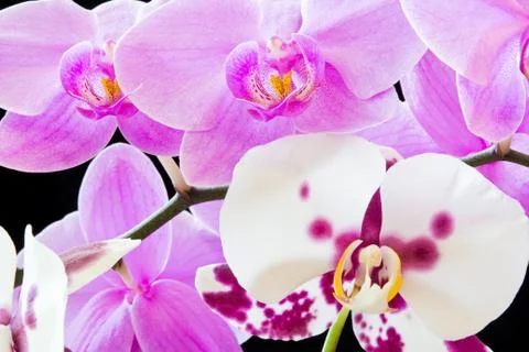 Orchid Stock Photos