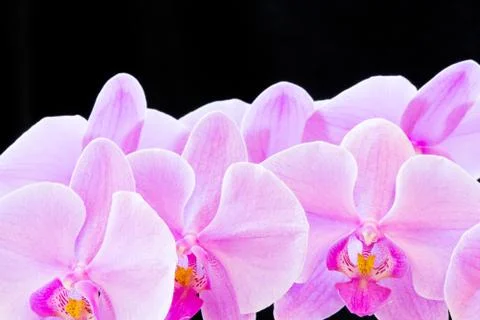 Orchid Stock Photos