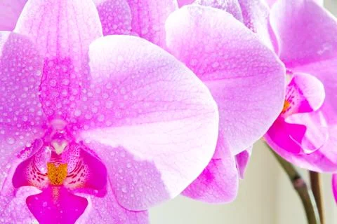 Orchid Stock Photos