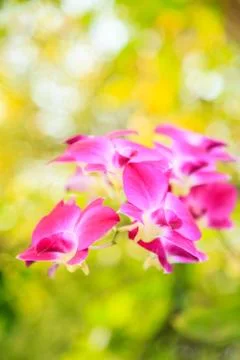 Orchid Stock Photos