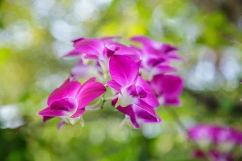 Orchid Stock Photos