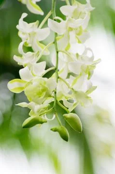 Orchid Stock Photos