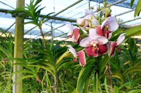 Orchid Stock Photos