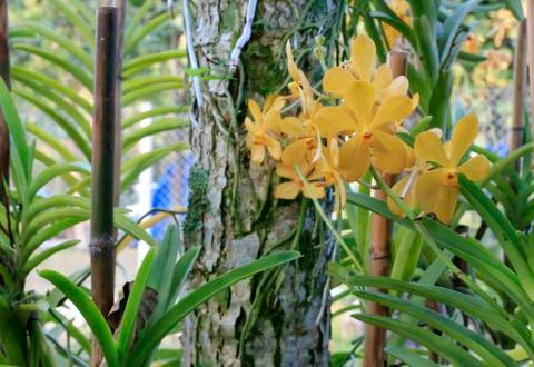 Orchid Stock Photos