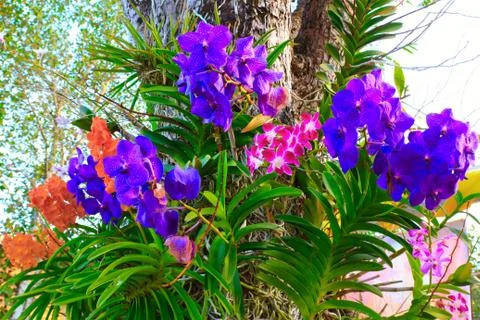 Orchid Stock Photos
