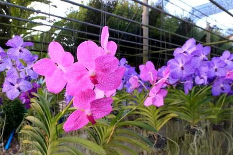 Orchid Stock Photos