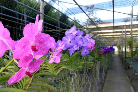Orchid Stock Photos