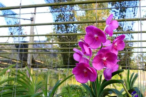 Orchid Stock-Fotos