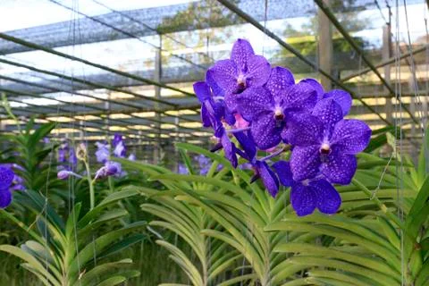 Orchid Stock Photos