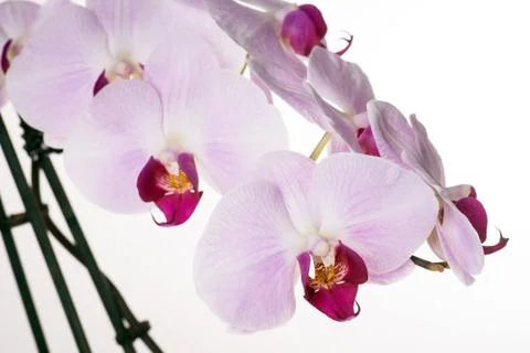 Orchid Stock Photos