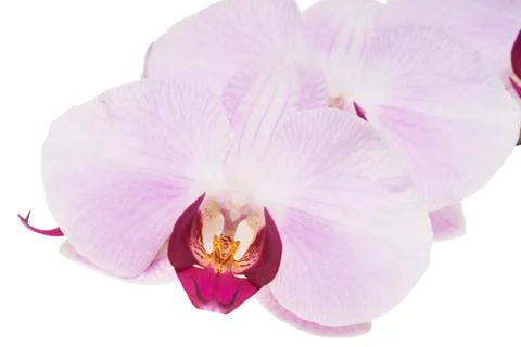 Orchid Stock-Fotos