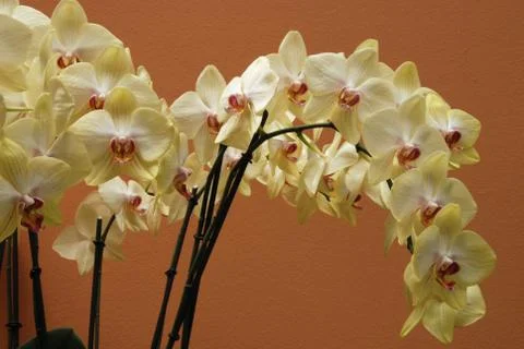 Orchid Stock Photos